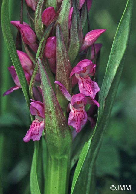 Dactylorhiza incarnata