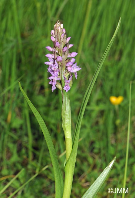 Dactylorhiza incarnata