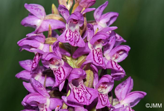 Dactylorhiza incarnata