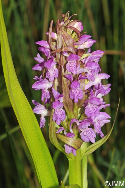 Dactylorhiza incarnata