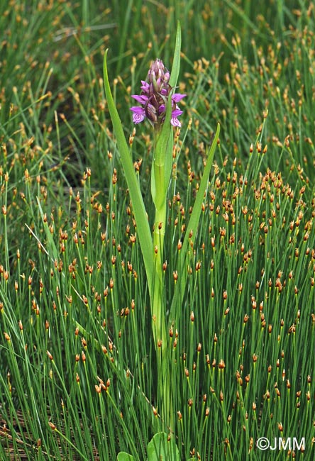 Dactylorhiza incarnata