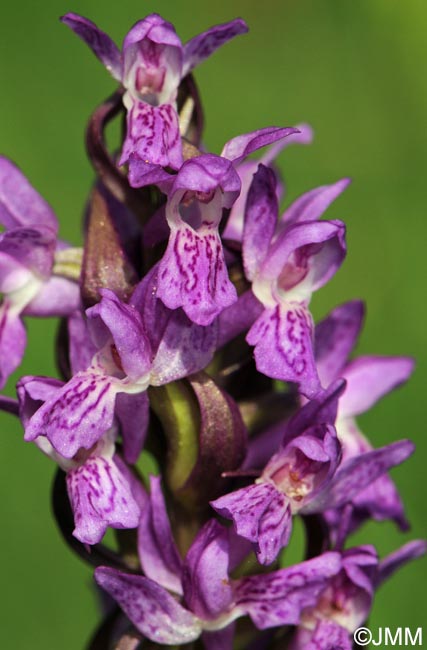 Dactylorhiza incarnata