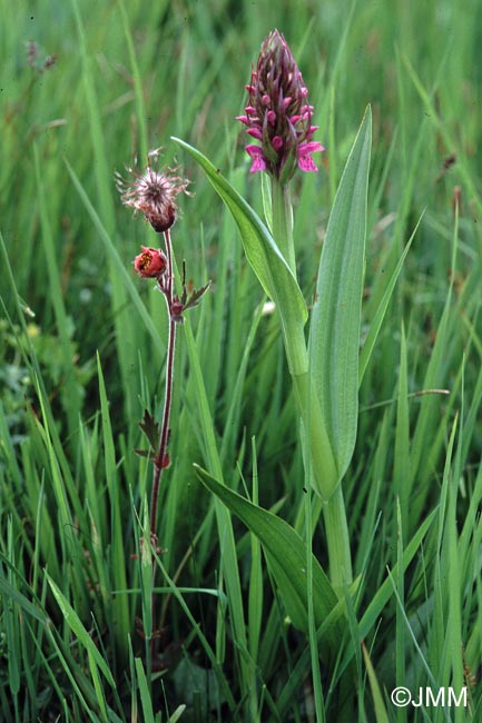 Geum rivale & Dactylorhiza incarnata