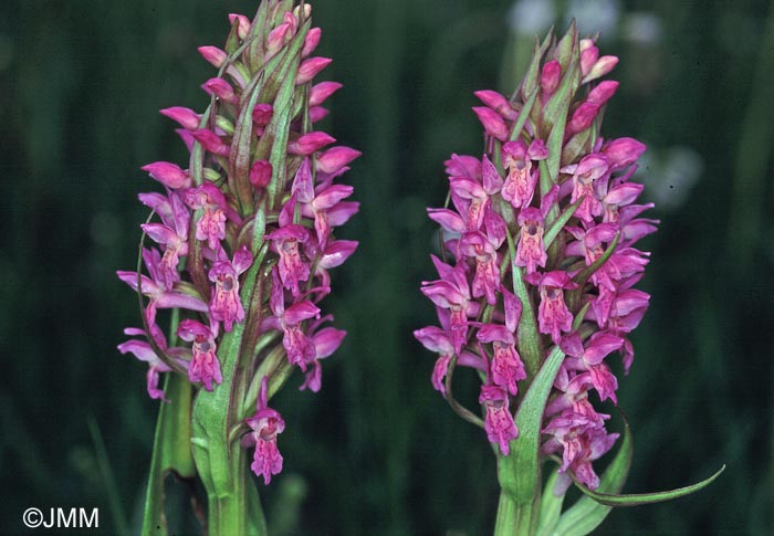 Dactylorhiza incarnata