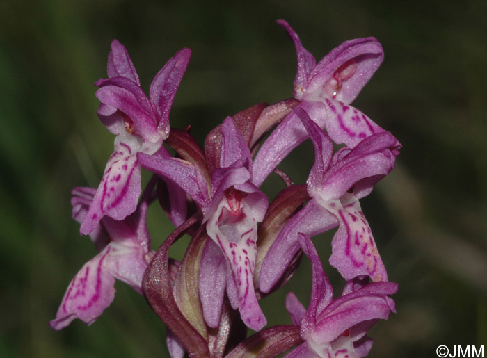 Dactylorhiza incarnata var. haematodes