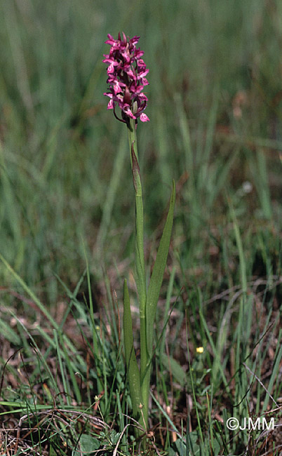 Dactylorhiza incarnata var. haussknechtii