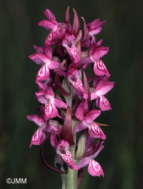 Dactylorhiza incarnata var. haussknechtii