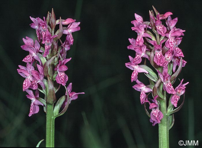 Dactylorhiza incarnata var. haussknechtii