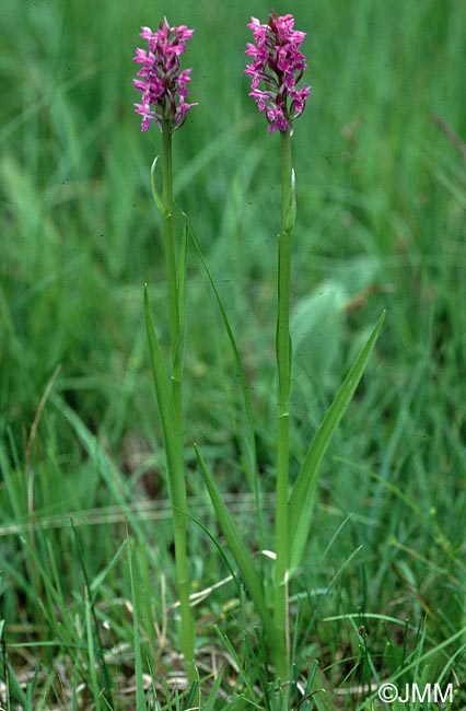 Dactylorhiza incarnata var. haussknechtii