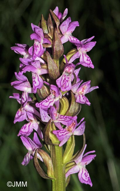 Dactylorhiza incarnata var. haussknechtii