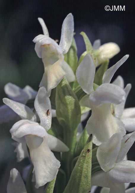 Dactylorhiza incarnata f. ochrantha