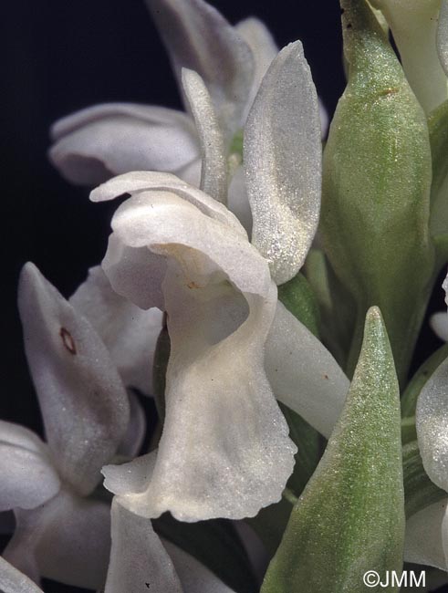 Dactylorhiza incarnata f. ochrantha