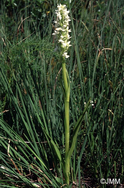 Dactylorhiza incarnata f. ochrantha