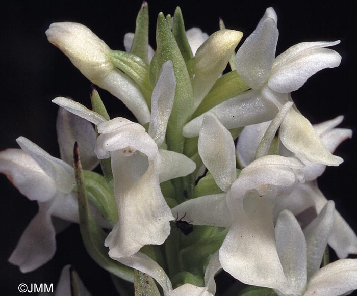 Dactylorhiza incarnata f. ochrantha