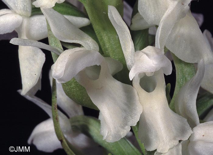 Dactylorhiza incarnata f. ochrantha