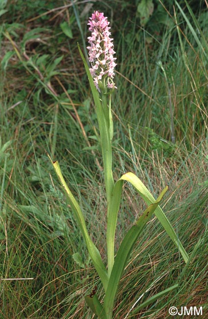 Dactylorhiza incarnata f. rosea