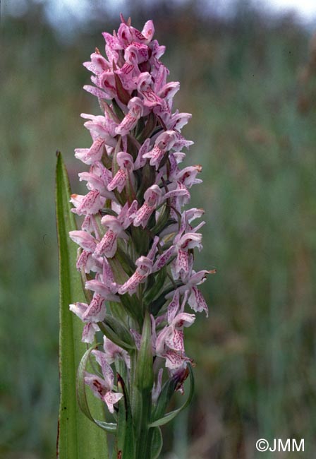 Dactylorhiza incarnata f. rosea