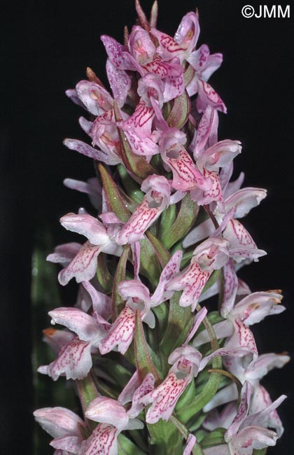 Dactylorhiza incarnata f. rosea