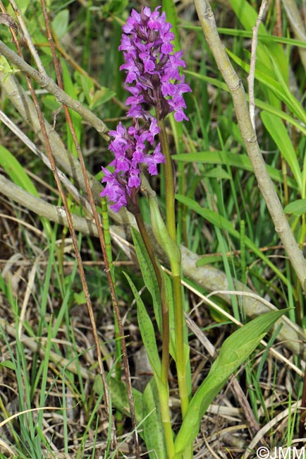 Dactylorhiza incarnata x Dactylorhiza majalis = Dactylorhiza x aschersoniana