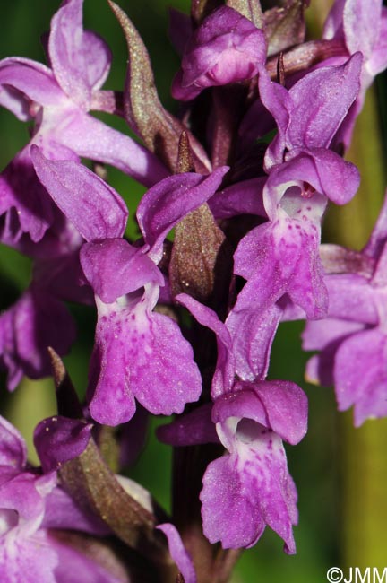 Dactylorhiza incarnata x Dactylorhiza majalis = Dactylorhiza x aschersoniana