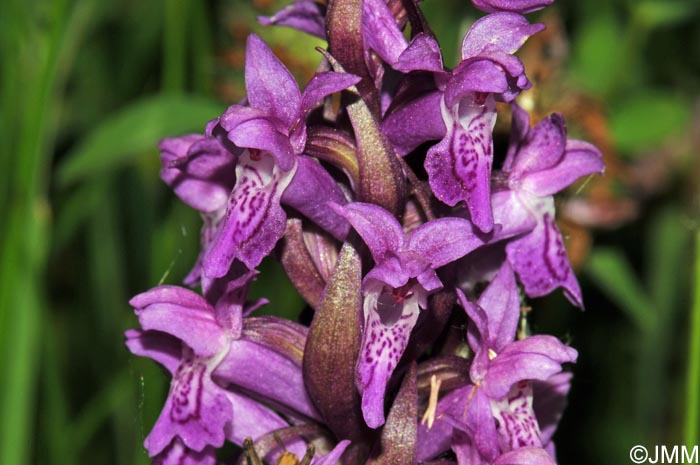 Dactylorhiza incarnata x Dactylorhiza majalis = Dactylorhiza x aschersoniana