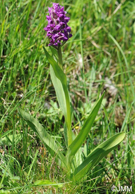 Dactylorhiza incarnata x Dactylorhiza majalis = Dactylorhiza x aschersoniana