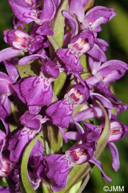 Dactylorhiza incarnata x Dactylorhiza majalis = Dactylorhiza x aschersoniana