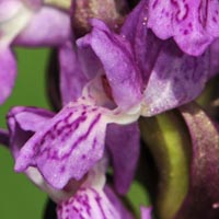 Dactylorhiza incarnata