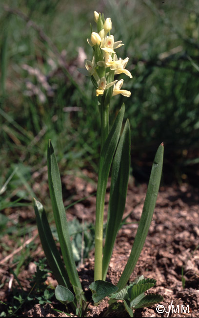 Dactylorhiza insularis