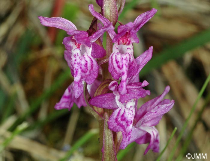 Dactylorhiza lapponica