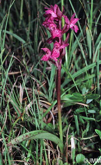 Dactylorhiza lapponica