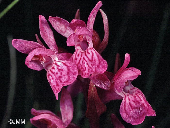 Dactylorhiza lapponica