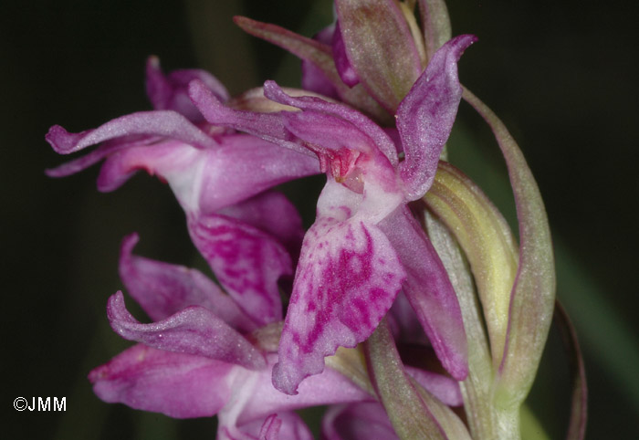 Dactylorhiza lapponica