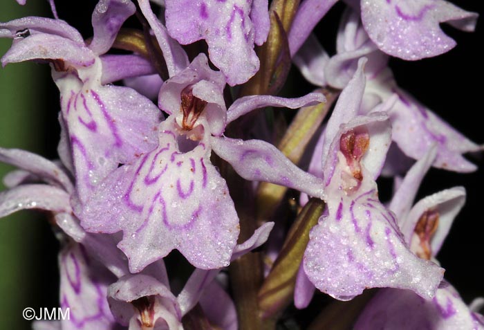 Dactylorhiza maculata