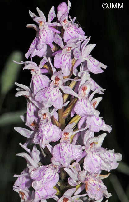 Dactylorhiza maculata