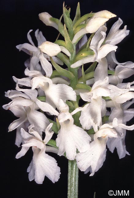 Dactylorhiza maculata f. alba