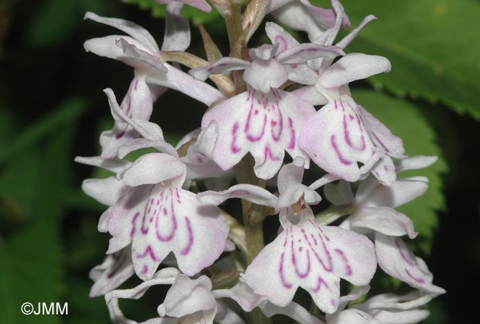 Dactylorhiza maculata