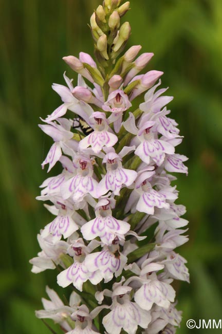 Dactylorhiza maculata