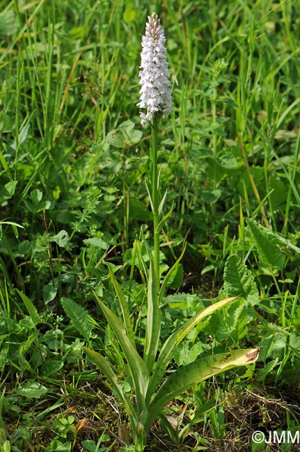 Dactylorhiza maculata