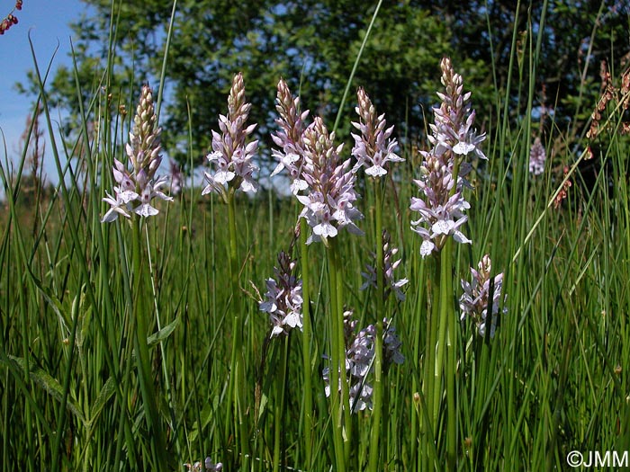 Dactylorhiza maculata var. maculata f. arduennensis