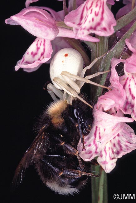 Dactylorhiza maculata