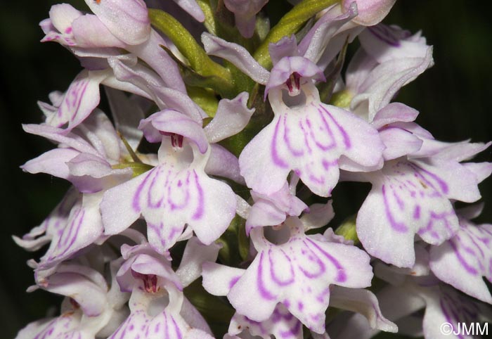 Dactylorhiza maculata