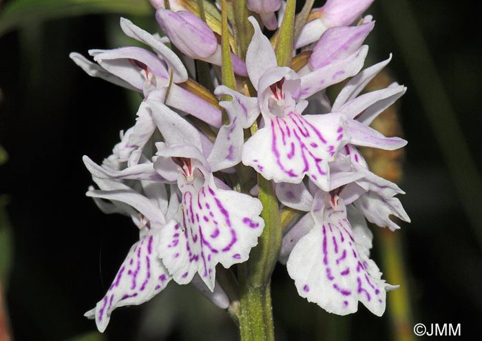 Dactylorhiza maculata