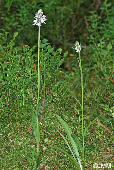 Dactylorhiza maculata