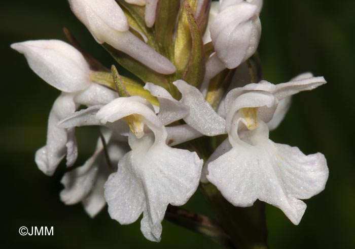 Dactylorhiza maculata f. alba