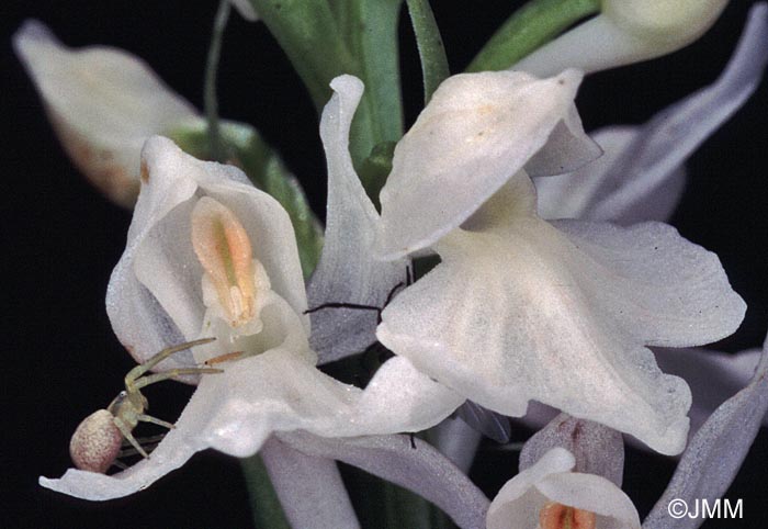 Dactylorhiza maculata f. alba