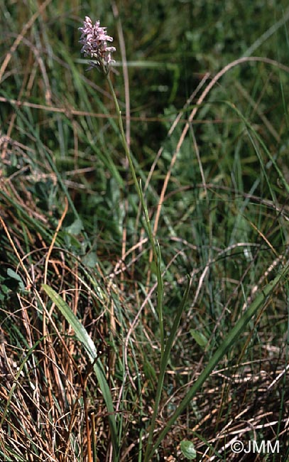 Dactylorhiza maculata subsp. elodes