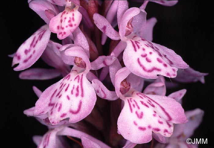 Dactylorhiza maculata subsp. elodes