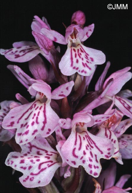 Dactylorhiza maculata subsp. elodes