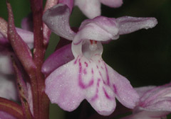 Dactylorhiza maculata